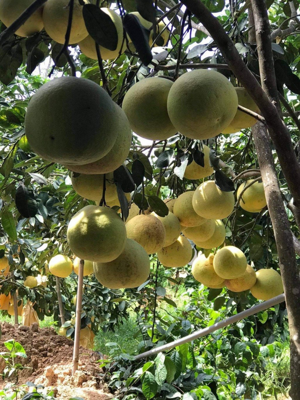 Bưởi Phúc trạch