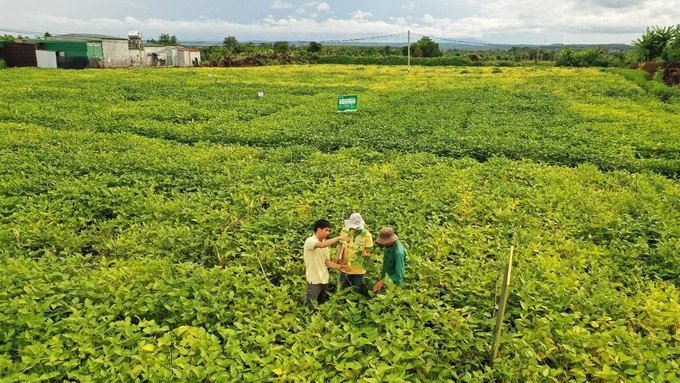 Vùng trồng đậu nành Nguyễn Tấn Lạc