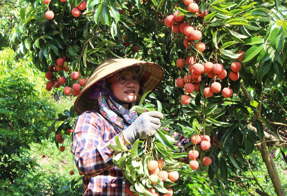 Vải U Hồng Bắc Giang